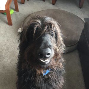 Meet your Posher, Riley